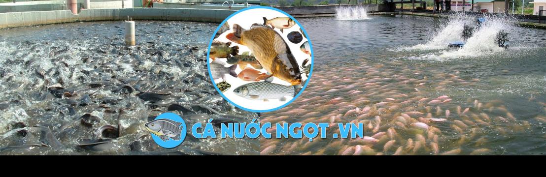 Kỹ Thuật Nuôi Cá Nước Ngọt Truyền Thống Và Thức Ăn Cho Cá