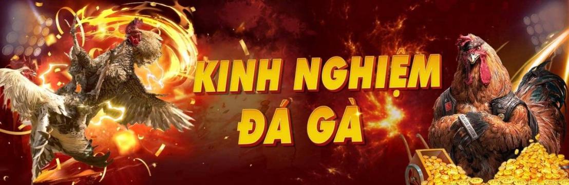Diễn Đàn Đá Gà